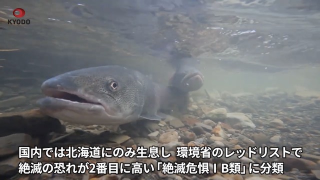 Image of Rare 'Phantom Fish' Spawns in Northern Japan
