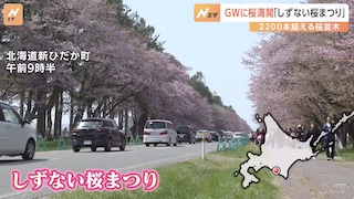 Image of Japan's Best Sakura in Full Bloom