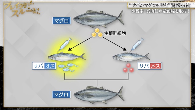 A Breakthrough in Aquaculture: Mackerel that Produce Tuna