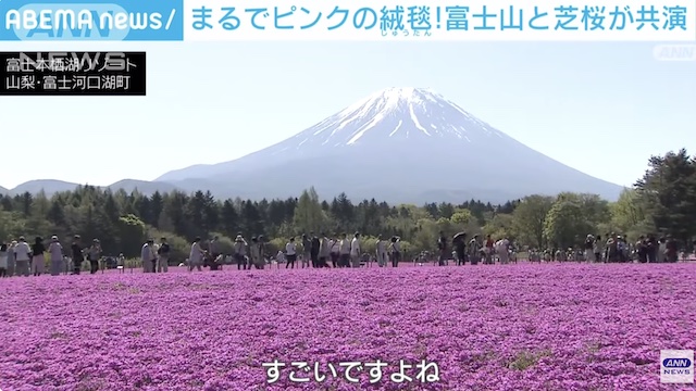 Image of Fuji Shibazakura in Full Bloom
