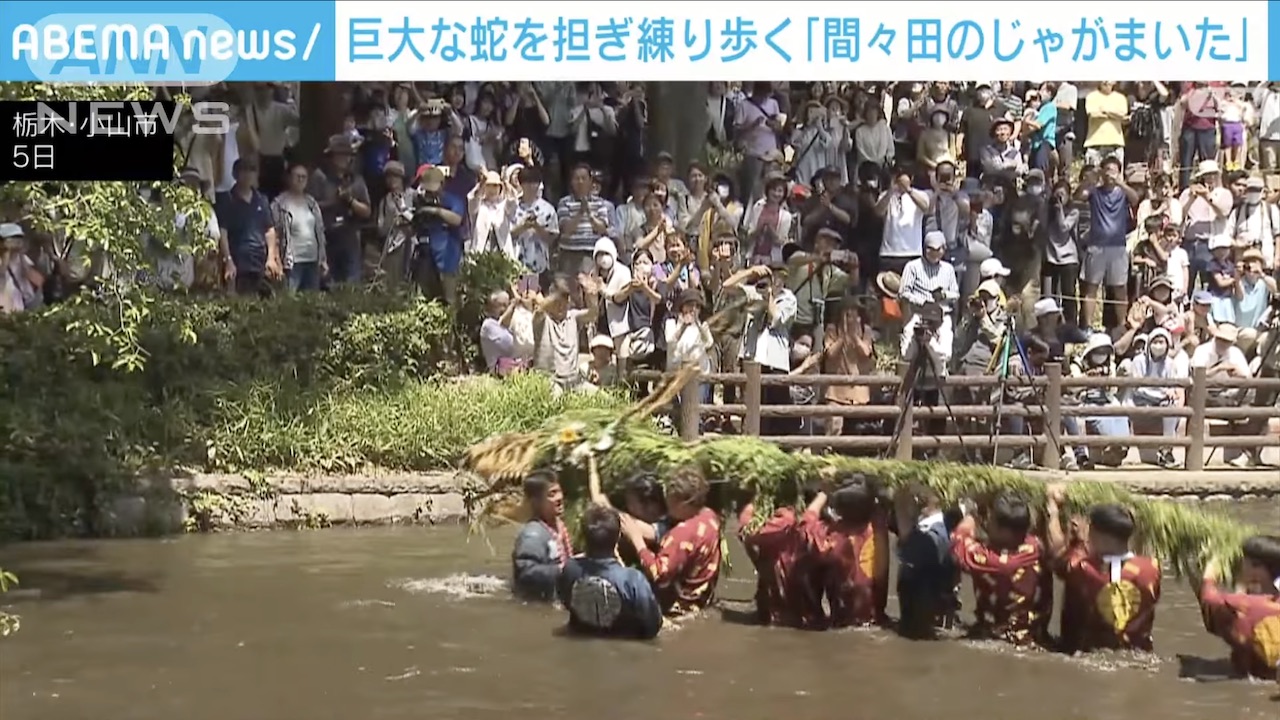 Image of Giant Snakes Paraded in 400 Year Old Festival