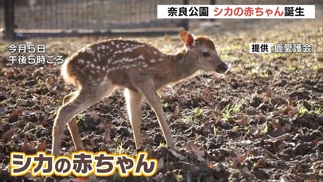 Image of Baby Deer Born on Children's Day in Nara Park
