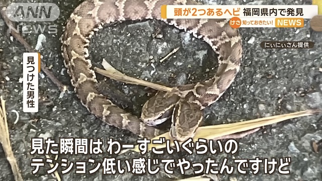 Image of Two-Headed Snake Discovered in Fukuoka