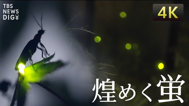Image of Fireflies Illuminate Tokyo Nights at Hotel Chinzanso